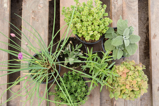 Macetas arom&aacute;ticas de salvia, cebollino, tomillo, tomillo lim&oacute;n, or&eacute;gano, lavanda y romero, 