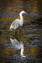 Snowy egret standing in pond