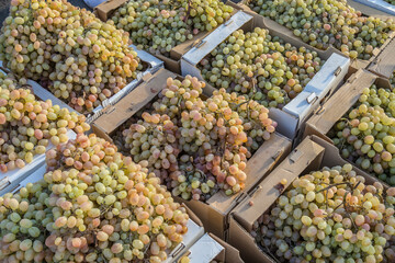 Fresh grapes are sold in the market
