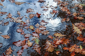 Autumn leaves in a puddle in nature