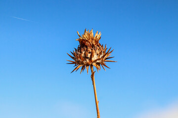 Milk thistle fruits in nature against the background of the sky in the highlands