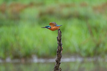 Kingfisher, Eisvogel