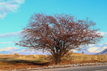 A sprawling wild apple tree grows against the backdrop of snow-capped mountains near the road