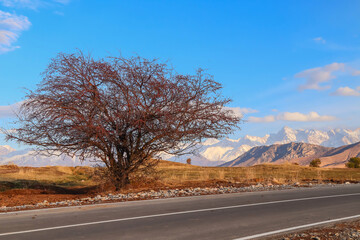A sprawling wild apple tree grows against the backdrop of snow-capped mountains near the road
