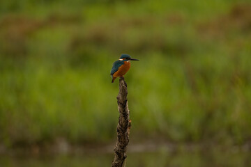 Kingfisher, Eisvogel