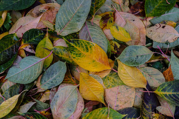 Fallen autumn leaves of cherry fruit tree as background