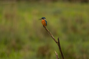Obraz premium Kingfisher, Eisvogel