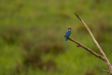 Kingfisher, Eisvogel