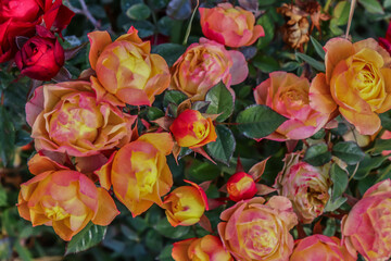 Fototapeta na wymiar Dwarf rose bushes in nature in autumn