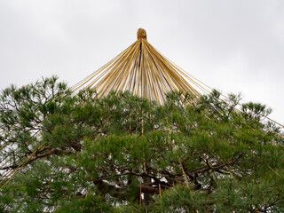 Pine with umbrella for snow in Japanese garden (Japan)
