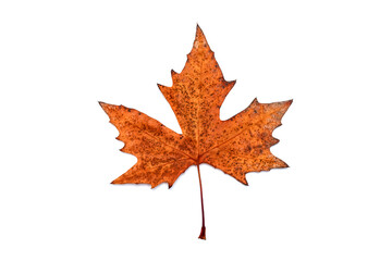 Autumn leaves of an ash tree after the first frost on a white background