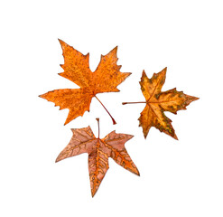 Autumn leaves of an ash tree after the first frost on a white background
