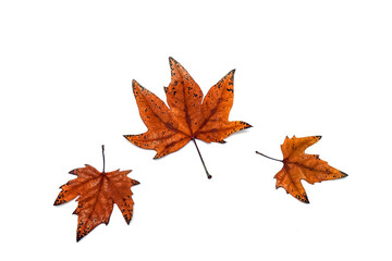 Autumn leaves of an ash tree after the first frost on a white background