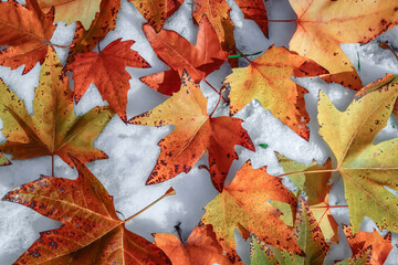 Beautiful autumn maple and ash leaves in the snow