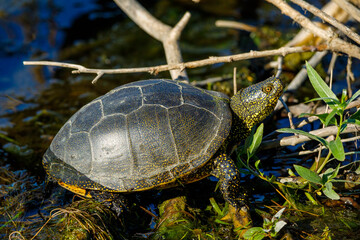 A european pond turtle in the swamps of the danube delta