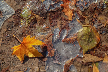 Dirty frozen puddle with autumn leaves