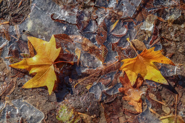 Dirty frozen puddle with autumn leaves