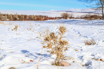 Dry prickly plant covered with snow in nature