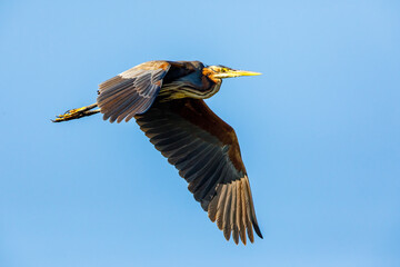 A purple heron in the wilderness of the Danube Delta in Romania	