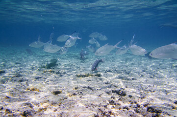 Fototapeta na wymiar A school of tropical fish underwater and sky with cloud, split view above and below water surface.