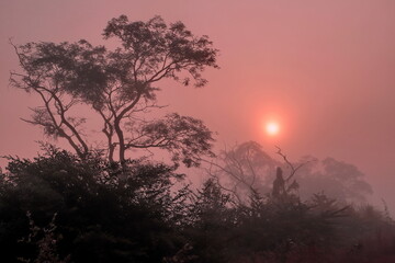 sunrise in the forest