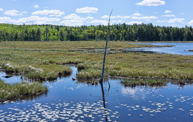 Colorful swamp land on the Sunrise Trail in Maine in the summer