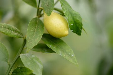 Fruto de limequat en la rama de un árbol.