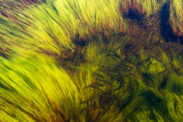 Small school of young trout in long algae strands in water