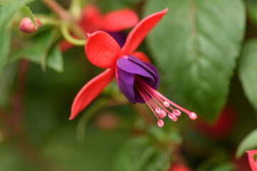 Primer plano de la flor de un pendiente de la reina o fucsia.
