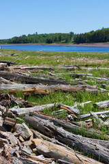 Piles of dried dead trees along a riverbank