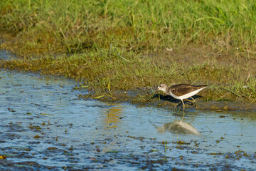 A greenshank in the wetlands of the danube delta