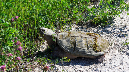 Snapping turtle on the side of a trail looking for a place to lay eggs in Maine.