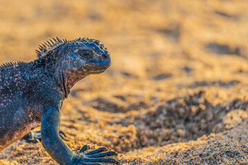 Galapagos marine iguana