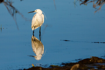 A little Egret is fishing in the Danube Delta	
