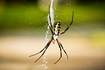 Argiope aurantia 