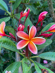 Pink and Yellow Plumeria