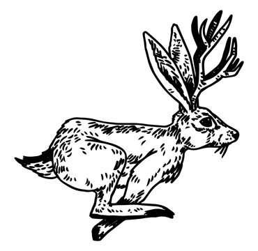 Jackalope vector illustration