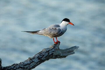 A common tern in the danube delta of romania	