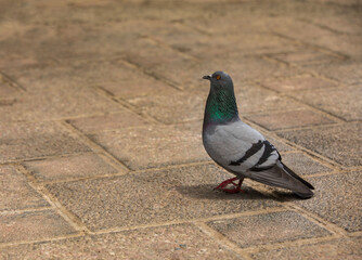 pigeon in the park