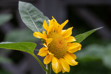 A large sunflower stretches towards the sun in a blue sky. There's a small fly on one of the pedals of the flower. The pedals are yellow and the stem is green. The flower is viewed from the bottom up.