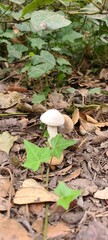 Champignon en forêt