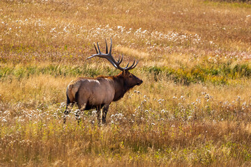Naklejka na ściany i meble bull elk in the meadow