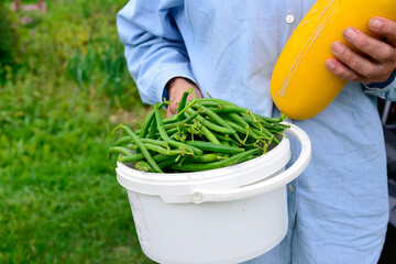 A woman wearing a blue shirt holds a white plastic bucket filled with long green beans and a large yellow zucchini in a field on a farm. The healthy produce is freshly harvested from a organic garden  - obrazy, fototapety, plakaty
