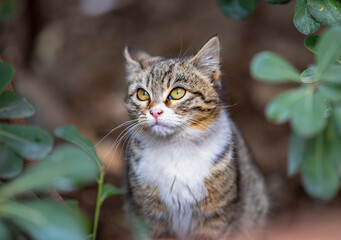 portrait of a cat