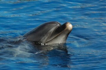 Dolphin Portrait