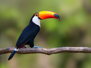 Toco Toucan closeup portrait in Pantanal, Brazil - Powered by Adobe