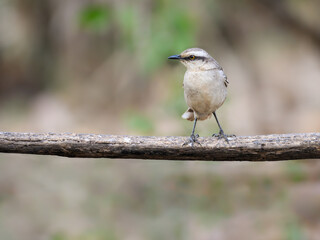 Chalk-browed Mockingbird standing on a stick in Pantanal, Brazil