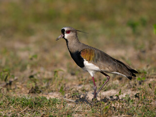 Southern Lapwing standing in the field, closeup portrait