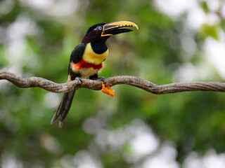 Chestnut-eared Aracari c;oseup portrait on green background in Pantanal, Brazil