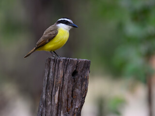 Lesser Kiskadee perched on post in Pantanal, Brazil